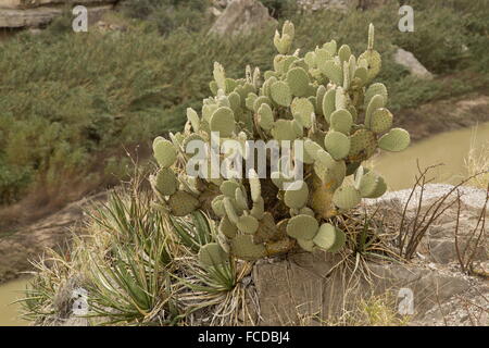 Rückgratlose Opuntia von Rio Grande, Big Bend Nationalpark, Texas Stockfoto