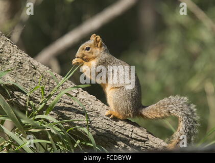 Östlichen Fuchs, Eichhörnchen, Sciurus Niger Fütterung im Baum; Rio Grande, Texas. Stockfoto