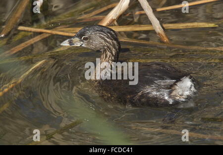 Erwachsenen Pied – abgerechnet Grebe auf Lagune im Winter, Texas. Stockfoto