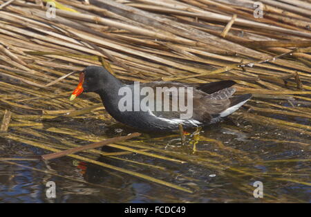 Gemeinsamen Gallinule, Gallinula Galeata im Moorland, Texas. Stockfoto