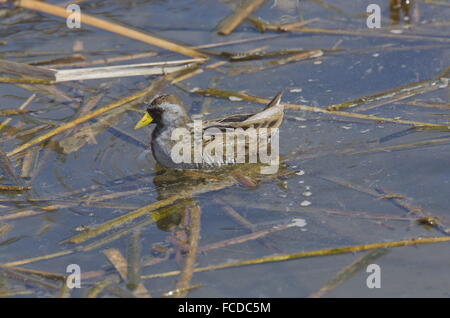 Sora, Porzana Carolina; Erwachsenen Fütterung am Seerand im Winter. Texas. Stockfoto