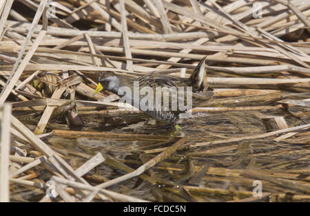 Sora, Porzana Carolina; Erwachsenen Fütterung am Seerand im Winter. Texas. Stockfoto