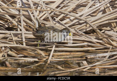 Sora, Porzana Carolina; Erwachsenen Fütterung am Seerand im Winter. Texas. Stockfoto