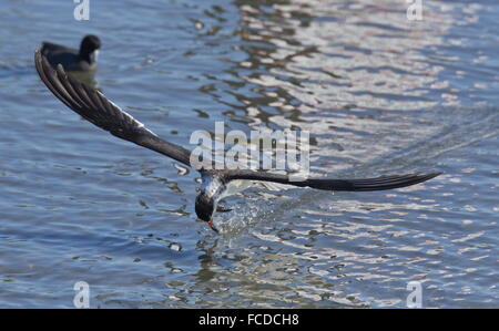 Schwarzes Abstreicheisen Rynchops Niger Fütterung während des Fluges, Spätwinter, Texas. Stockfoto