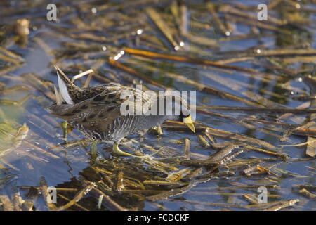 Sora, Porzana Carolina; Erwachsenen Fütterung am Seerand im Winter. Texas. Stockfoto