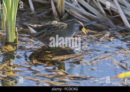 Sora, Porzana Carolina; Erwachsenen Fütterung am Seerand im Winter. Texas. Stockfoto