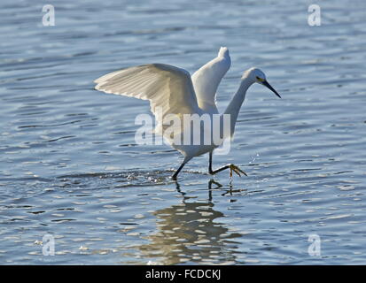 Snowy Reiher, Egretta unaufger Jagd im flachen Wasser der Lagune; Texas Stockfoto