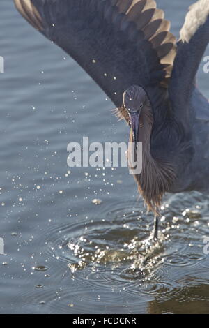 Rötlicher Reiher, Egretta saniert Jagd im flachen Wasser. Stockfoto