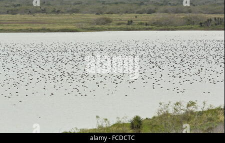 Große Herde von Redhead Enten überwintern auf Lagunen an der Golfküste, Texas. Stockfoto