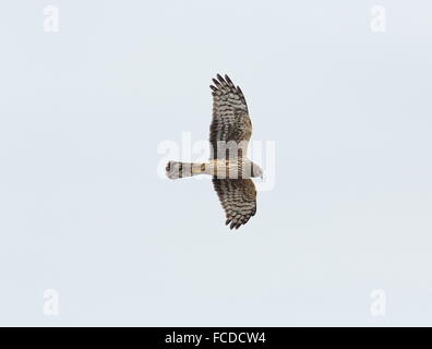 Weibliche Northern Harrier, Circus Cyaneus im Flug; Winter, Texas. Stockfoto