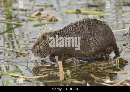 Nutrias oder Nutria, Biber brummeln an Zucht Kolonie, Port Aransas, Texas. Stockfoto