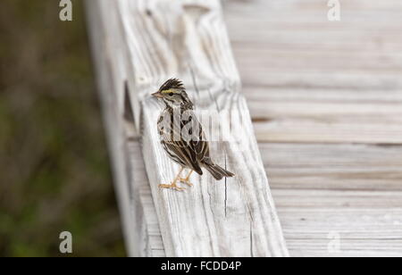 Savannah-Spatz, Passerculus Sandwichensis thront, mit Wappen angesprochen, am Steg im Winter, Texas. Stockfoto