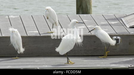 Gruppe von Snowy Reiher, Egretta unaufger am Steg; Texas Stockfoto