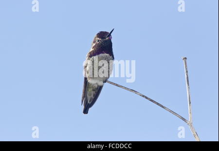 Männliche Anna Kolibri, thront im Spätwinter, San Francisco. Stockfoto