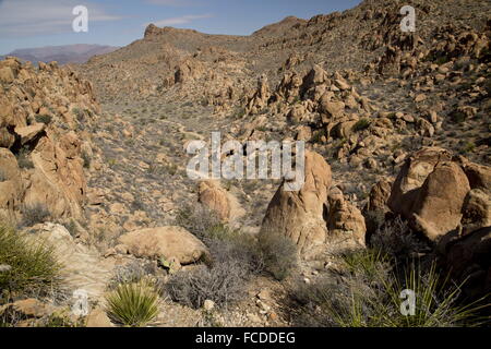 Tal und Trail in Grapevine Hills - erodierten Eruptivgestein - Reste einer Laccolith;  Big Bend Nationalpark, Texas. Stockfoto