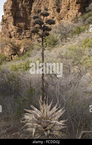 Die Havard Jahrhundertpflanze, Agave Havardiana sterben nach der Blüte - hapaxanth. Stockfoto