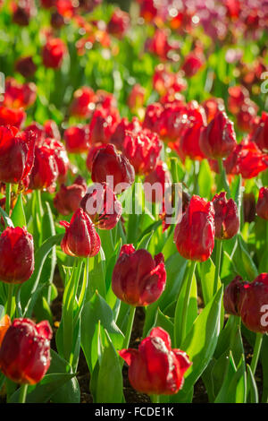 Bereich der Tulpen in verschiedenen Farben Stockfoto