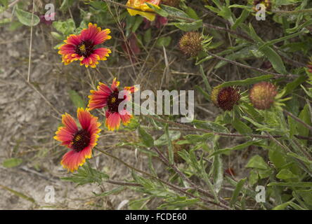 Firewheel oder indische Decke, Gaillardia Pulchella, Blüte, Salzwiesen Edge, Texas. Stockfoto