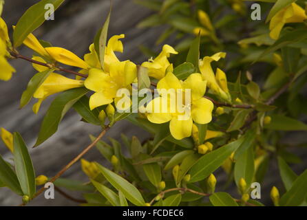 Carolina Jessamine, Gelsemium Sempervirens, blühen im zeitigen Frühjahr; Texas. Stockfoto