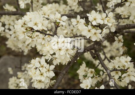 Mexikanische Pflaume, Prunus Mexicana in Blüte im zeitigen Frühjahr; Süd-Texas. Stockfoto