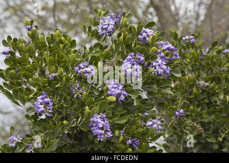 Texas Mountain Laurel, Dermatophyllum Secundiflorum, in Blüte, Texas. Stockfoto