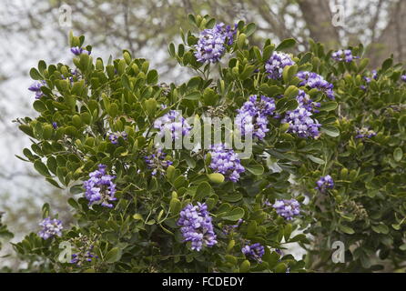 Texas Mountain Laurel, Dermatophyllum Secundiflorum, in Blüte, Texas. Stockfoto