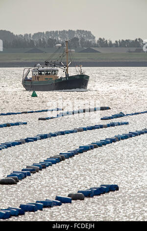 Niederlande, Bruinisse, Muschel, Muscheln Landwirtschaft in Oosterschelde Mündung Stockfoto