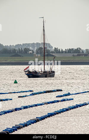 Niederlande, Bruinisse, Musse, Muscheln l Landwirtschaft in Oosterschelde Mündung Stockfoto