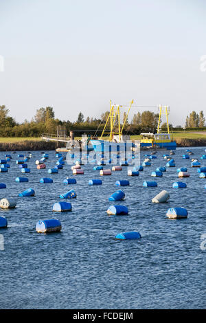 Niederlande, Bruinisse, Musse, Muscheln l Landwirtschaft in Oosterschelde Mündung. Hintergrund Grevelingendamm, Teil der Deltawerke Stockfoto