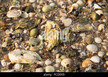 Niederlande, Ouwerkerk, Oosterschelde-Mündung. Austernbank bei Ebbe Stockfoto