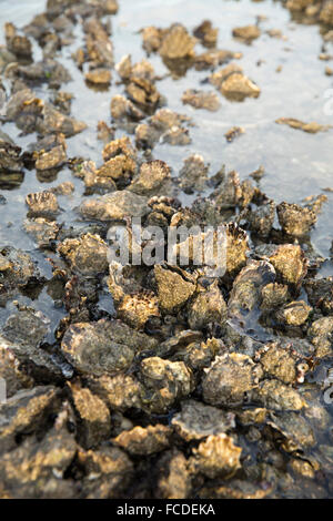 Niederlande, Ouwerkerk, Oosterschelde-Mündung. Austernbank bei Ebbe Stockfoto