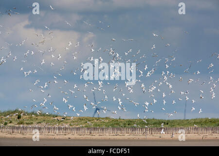 Niederlande, Breskens, Kolonie Seeschwalben Zucht auf den sandigen Wattflächen des Flusses Westerschelde. Naturschutzgebiet De Bol genannt Stockfoto