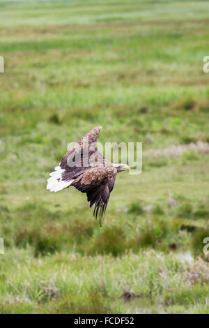 Niederlande, Nieuw Namen Naturschutzgebiet Verdronken Land van Saeftinghe genannt. Gezeiten-Sümpfe. Seeadler. Ausgebildet Stockfoto