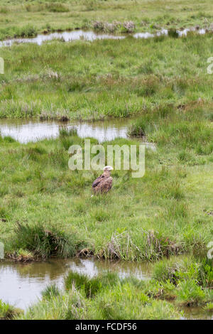 Niederlande, Nieuw Namen Naturschutzgebiet Verdronken Land van Saeftinghe genannt. Gezeiten-Sümpfe. Seeadler. Ausgebildet Stockfoto