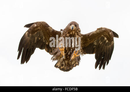 Niederlande, Nieuw Namen Naturschutzgebiet Verdronken Land van Saeftinghe genannt. Gezeiten-Sümpfe. Seeadler. Ausgebildet Stockfoto