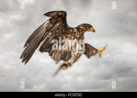 Niederlande, Nieuw Namen Naturschutzgebiet Verdronken Land van Saeftinghe genannt. Gezeiten-Sümpfe. Seeadler. Ausgebildet Stockfoto