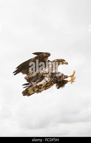 Niederlande, Nieuw Namen Naturschutzgebiet Verdronken Land van Saeftinghe genannt. Gezeiten-Sümpfe. Seeadler. Ausgebildet Stockfoto