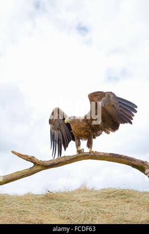 Niederlande, Nieuw Namen Naturschutzgebiet Verdronken Land van Saeftinghe genannt. Gezeiten-Sümpfe. Seeadler. Ausgebildet Stockfoto