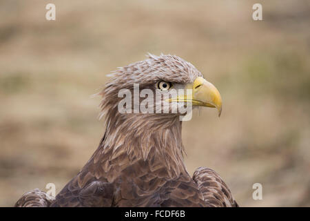 Niederlande, Nieuw Namen Naturschutzgebiet Verdronken Land van Saeftinghe genannt. Gezeiten-Sümpfe. Seeadler. Ausgebildet Stockfoto