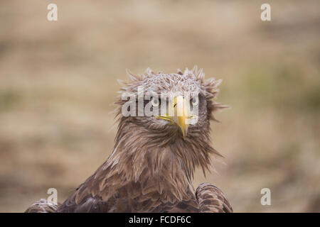 Niederlande, Nieuw Namen Naturschutzgebiet Verdronken Land van Saeftinghe genannt. Gezeiten-Sümpfe. Seeadler. Ausgebildet Stockfoto