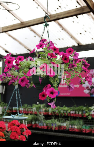 Petunia rosa Blüten Stockfoto