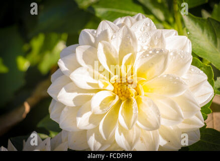 Weiße Dahlie Blüte Stockfoto