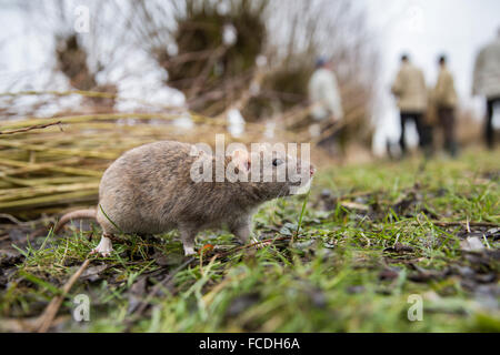 Niederlande, Werkendam, Biesbosch Nationalpark. Braune Ratte Stockfoto