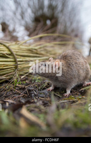 Niederlande, Werkendam, Biesbosch Nationalpark. Braune Ratte Stockfoto