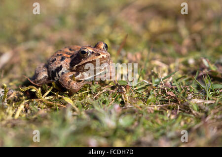 Niederlande, Loon Op Zand, De Moer. Naturschutzgebiet Huis ter Heide. Weibliche Moor-Frosch (Rana Arvalis) Stockfoto