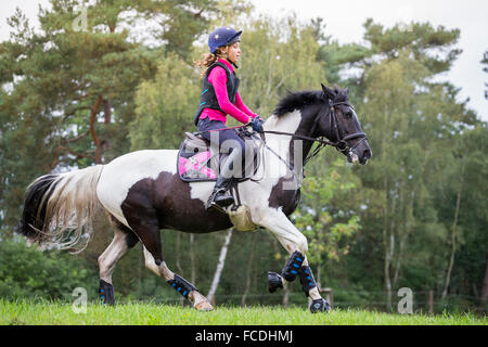 Pinto-Pony. Mädchen auf einem Skewbal Pony im Galopp auf dem Rasen bei einer Langlauf Fahrt. Deutschland Stockfoto