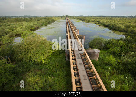 Niederlande, Den Bosch, Naturschutzgebiet "De Moerputten. Ehemaliger Bahnhof Brücke über den Sumpf Stockfoto