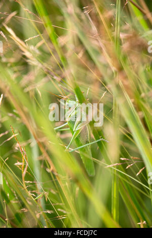 Niederlande, Den Bosch, Naturschutzgebiet De Moerputten genannt. Heuschrecke Stockfoto