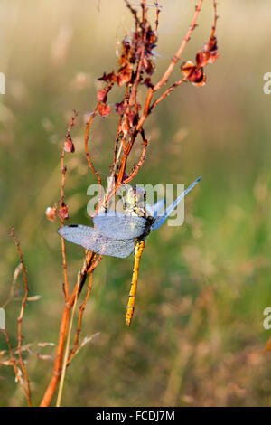 Niederlande, Den Bosch, Naturschutzgebiet genannt: De Moerputten. Libelle Stockfoto