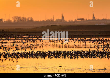 Niederlande, Ouderkerk Aan de Amstel, Landje van Geijsel, Wasservögel, die nach einer Reise von Afrika migrieren. Godwits Stockfoto